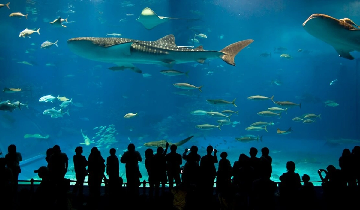 Atraksi Wisata Populer di Okinawa