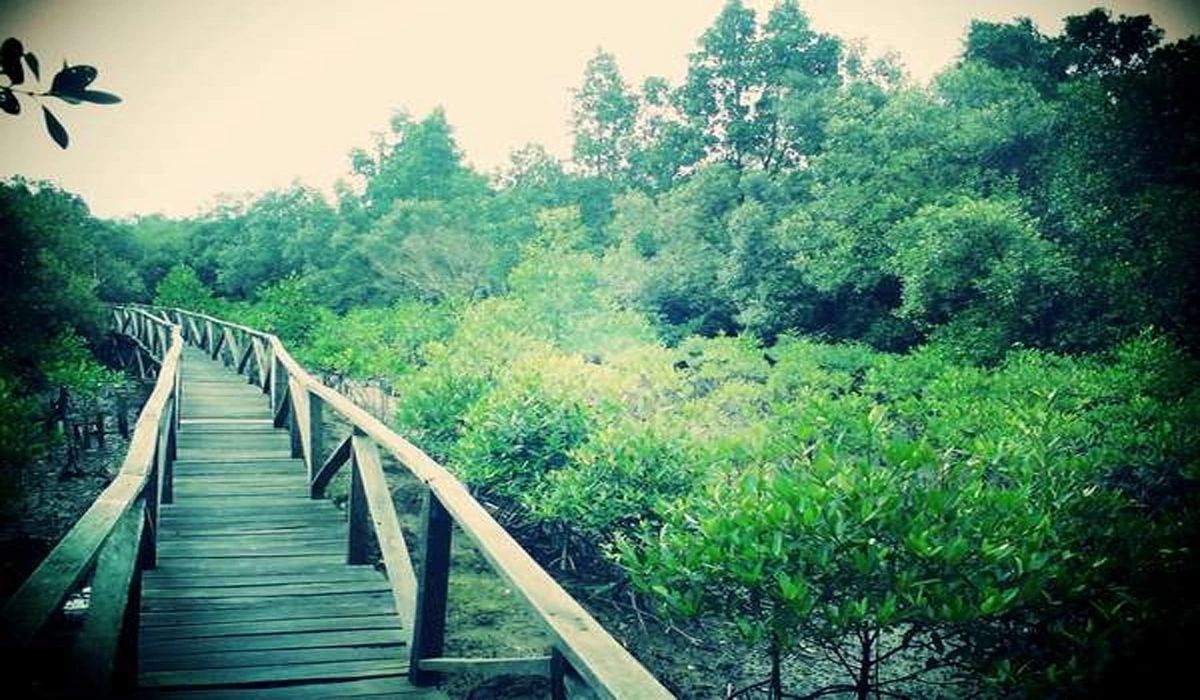 Hutan Mangrove Margomulyo, Surga Hijau Pesisir dan Sunset