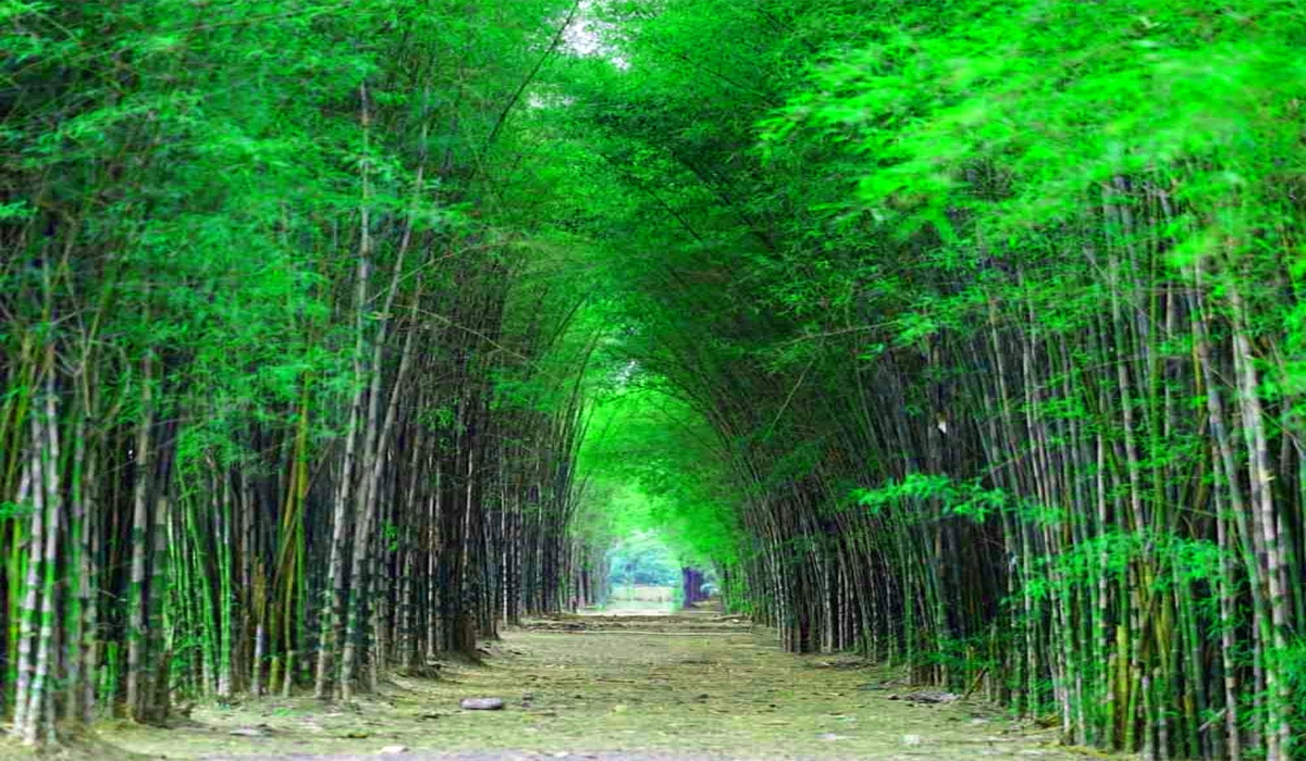 Keindahan Hutan Bambu Keputih Surga Hijau di Surabaya